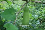 Cross pollination naturally occurs in the bottle gourd, it being a dioecious plant.