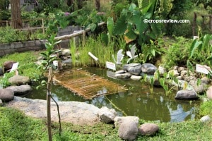 Hard work converted this piece of dry land into an oasis of ornamental vegetation differing in natural adaptation