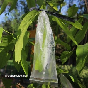 Stomatal transpiration can be demonstrated by enclosing plant leaves in plastic bags