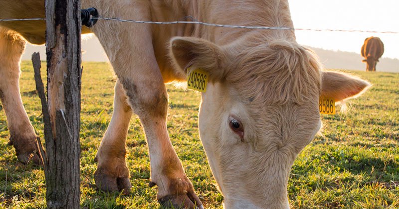 best electric fence charger for cattle