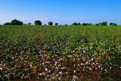 Fibers in cotton are outgrowth from seeds
