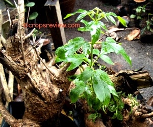 Molave trees have multifarious uses, one for bonsai making. Photo shows  a bonsai material freshly propagated.