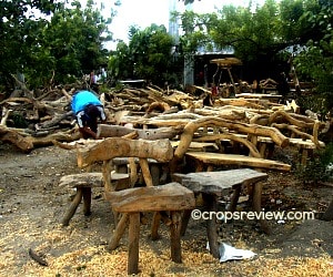 Molave trees are here used in furniture making.