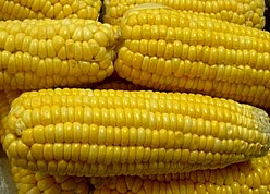 corn