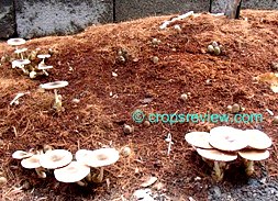 Edible mushrooms growing on top of vermicompost pile