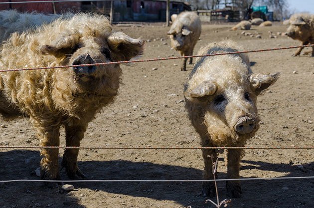 how to set up an electric fence for pigs