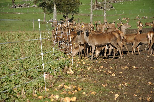 best electric fence for deer