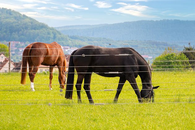 best electric fence wires for horses