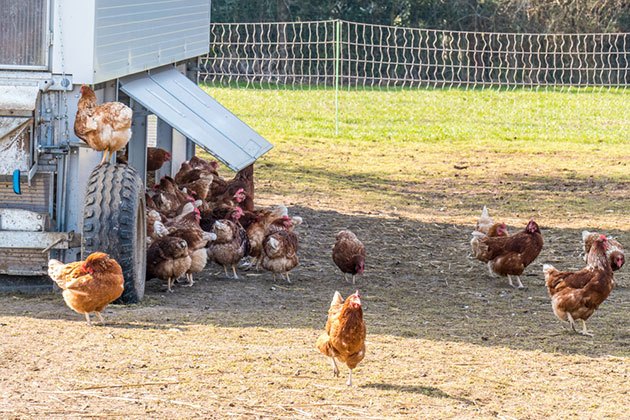 Best Electric Fence for Chickens