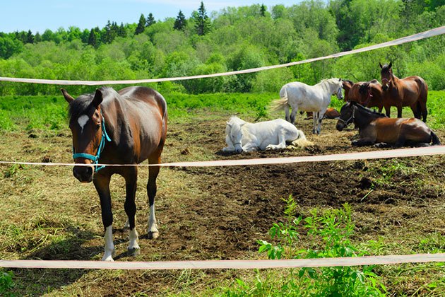 best electrobraid horse fence amazon