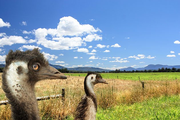 best electric fence for emus bird