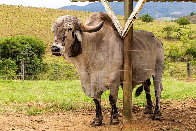 best electric fence charger for bulls