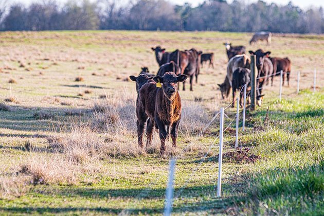 Is Solar Panel a Good Idea for Electric Fence for Cattle