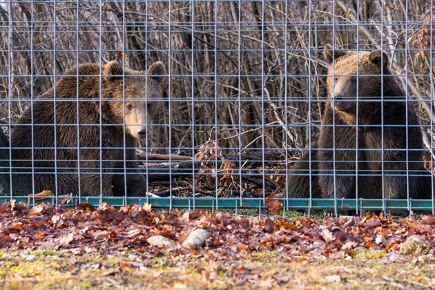 electric fence bear deterrent