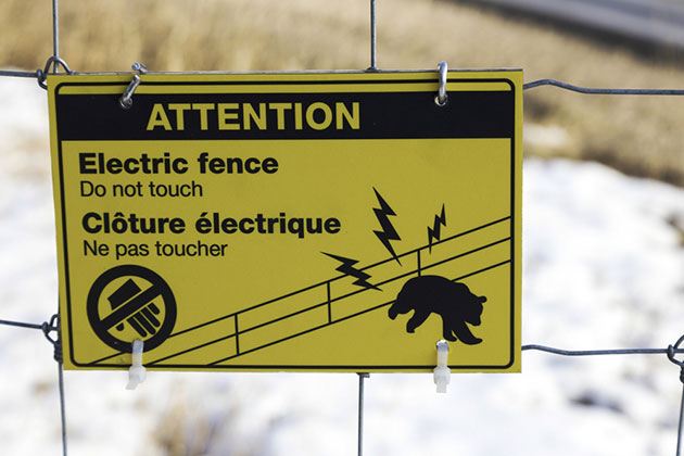electric fence against bears