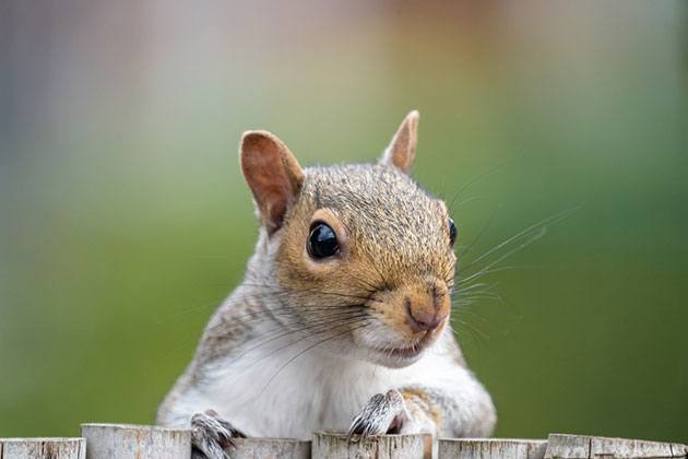 solar powered electric fence for squirrels