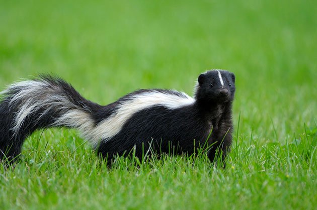 fence for skunks best practices