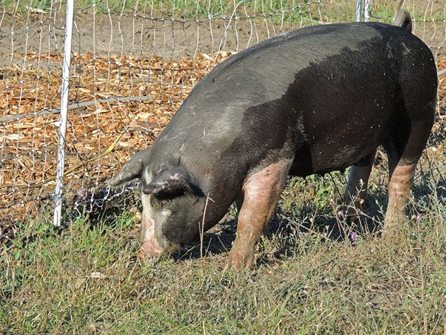 how to set up an electric fence for pigs