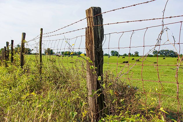 do you need electric fence for pigs