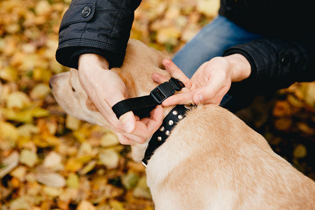 best wireless electric dog fences