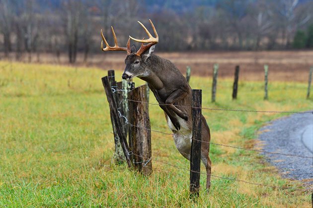 best electric fence for elk