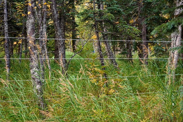 electric fence for bear protection
