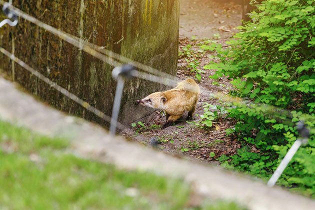 Best Electric Fencing for Raccoons