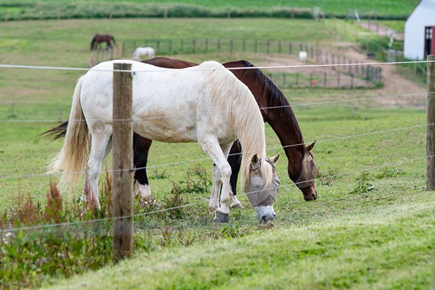 Types of Farm Fencing