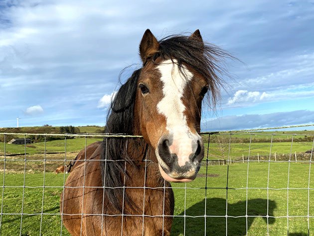 is electric fence good for horses