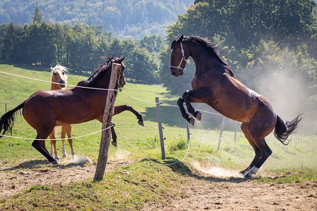 best electric fence for horses uk