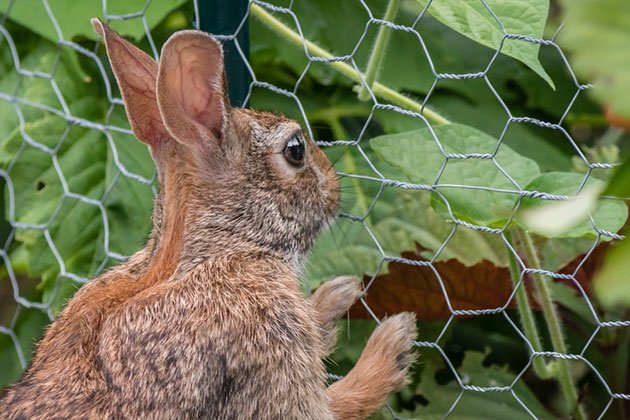 how to install electric fence for rabbits