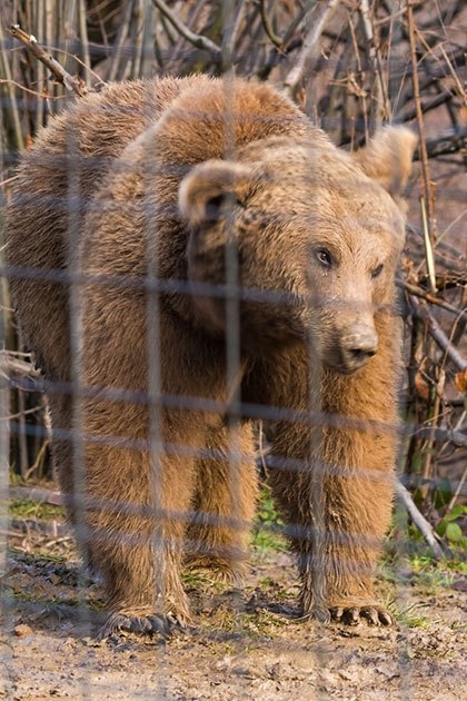 electric fence for bears camping