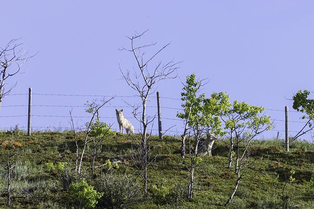 best electric fence for Wolves