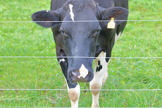 wiring a electric fence