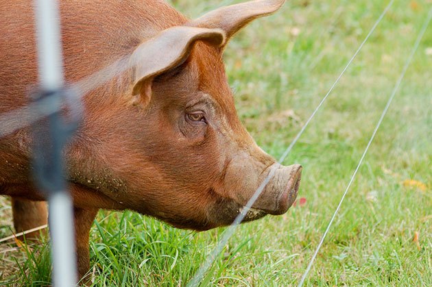 best electric fence for pigs