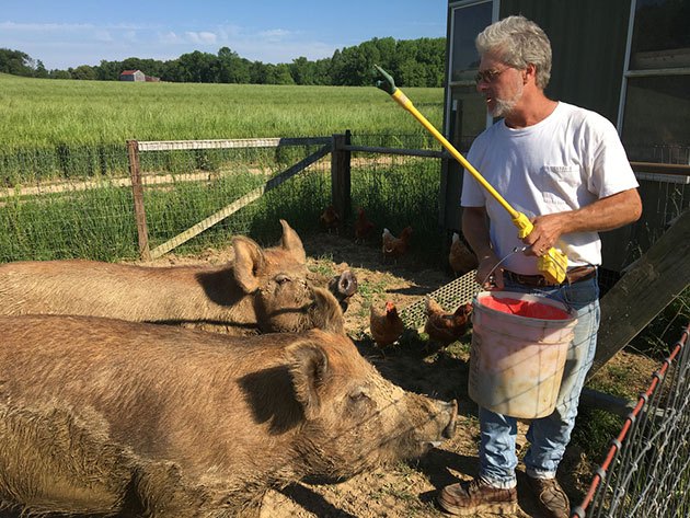 how to install electric fence for pigs