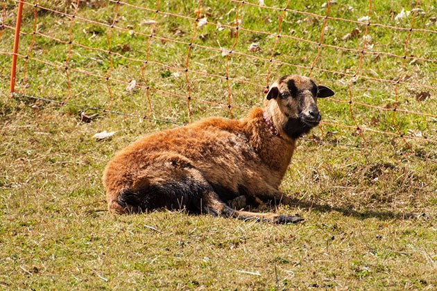 best electric fence for sheeps