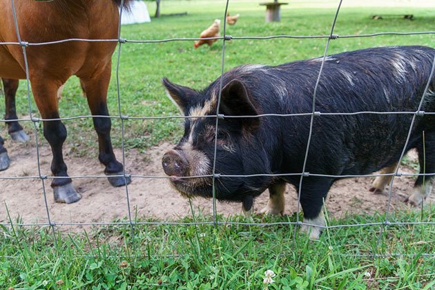 does electric fence work for feral hogs