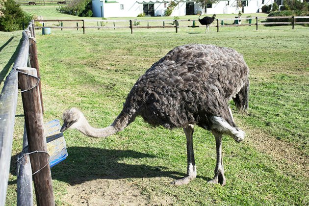 electric fence for emus and ostriches