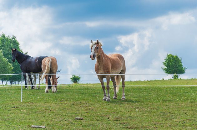 best zareba electric fence reviews for horses