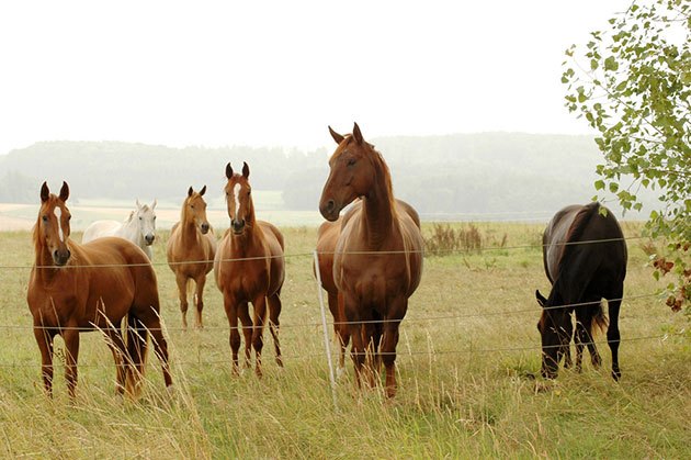 what voltage is a horse fence