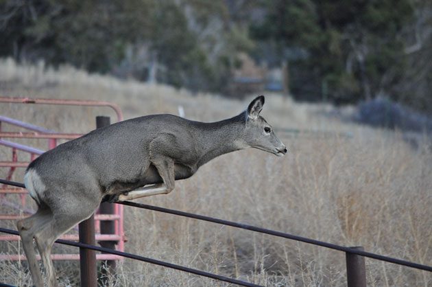 how to install electric fence for deer