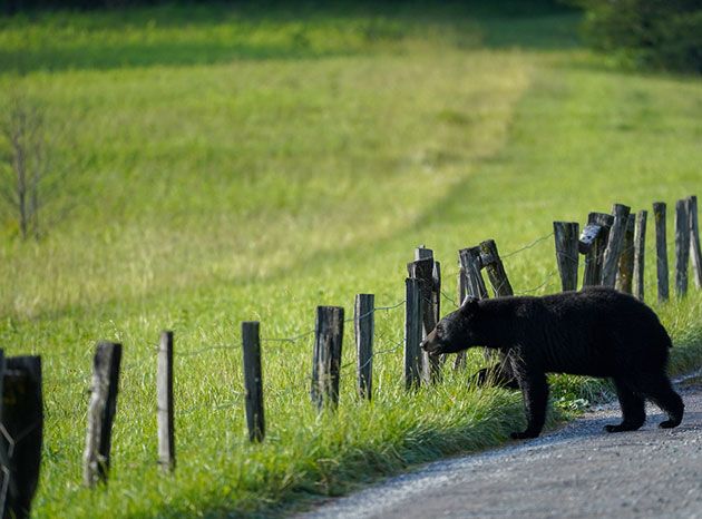 best electric fence for bears
