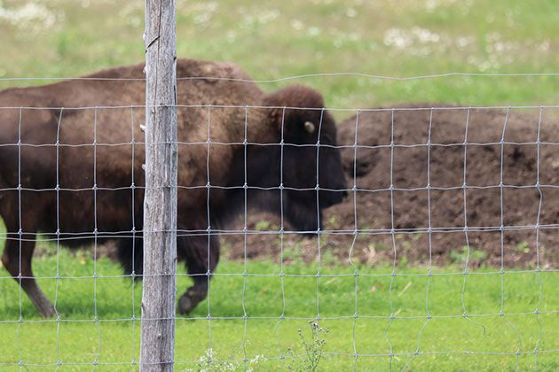 electric fence for buffalo