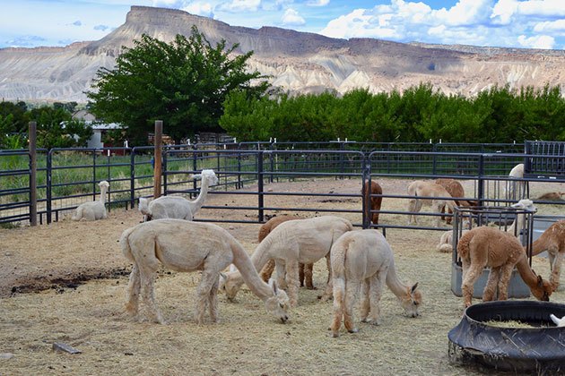 What's the best fence for llamas and alpacas