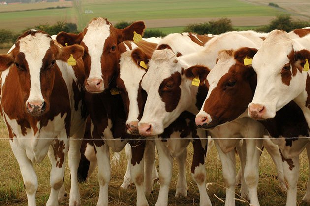 How to Design the Electric Fence for Cows