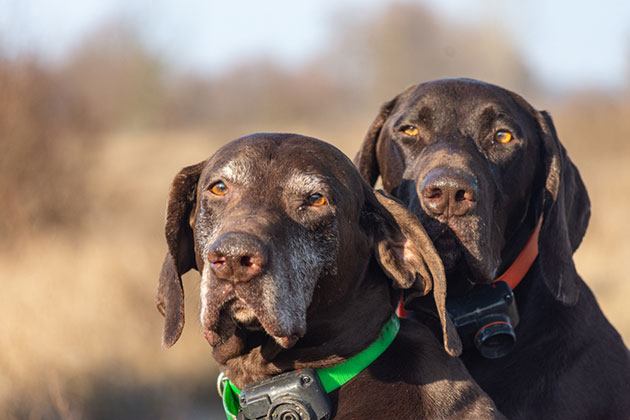 best wireless dog fence