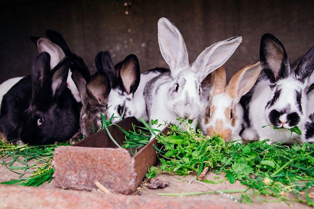 does electric fence work for rabbits