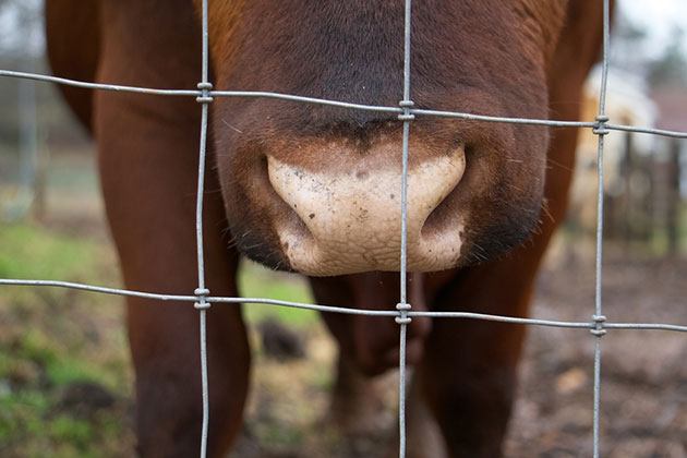 best electric fence for cattle