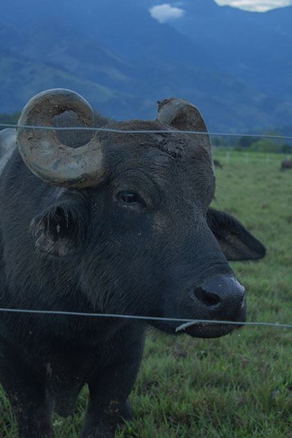 electric fence for bison and buffalo